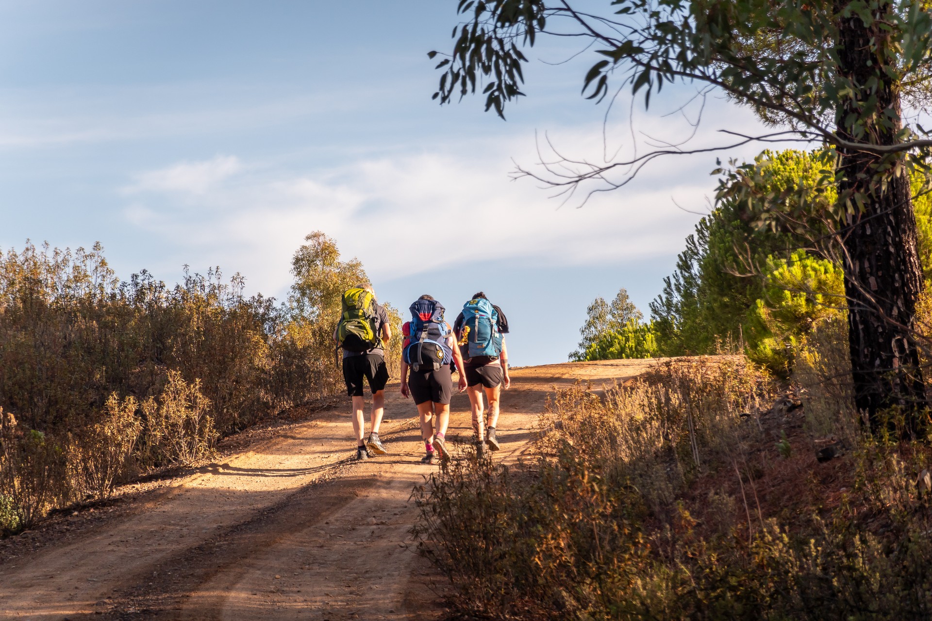 Three female pilgrims with backpacks on a path of crushed stones on the Via de la Plata to Santiago de Compostela